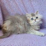 Flex-male-British-Longhair-cat-puppy-for-sale-1 (1)