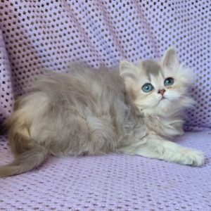 Flex British Longhair