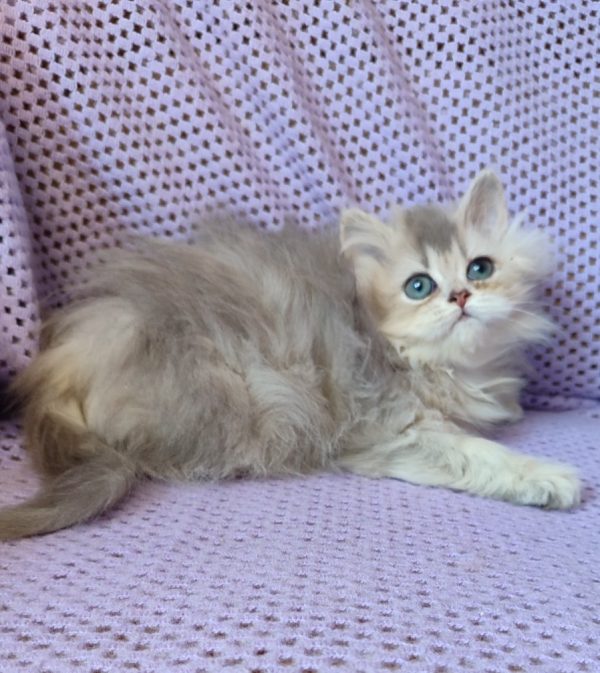 Flex British Longhair