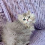 Neala British Longhair