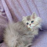 Flex-male-British-Longhair-cat-puppy-for-sale-1 (3)