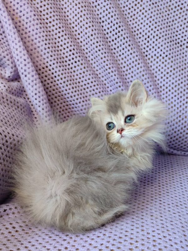 Flex British Longhair