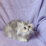 Flex-male-British-Longhair-cat-puppy-for-sale-1 (4)