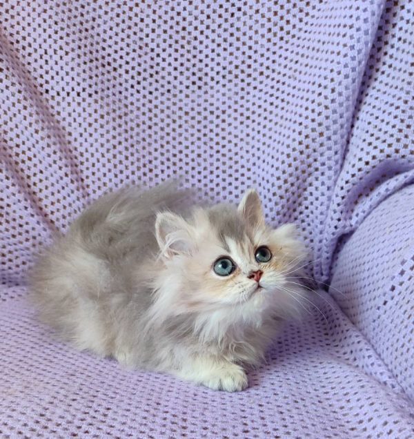 Flex British Longhair