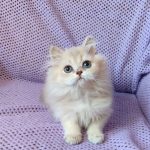 Frenk-male-British-Longhair-cat-puppy-for-sale-1 (1)