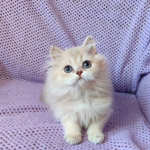 Frenk British Longhair