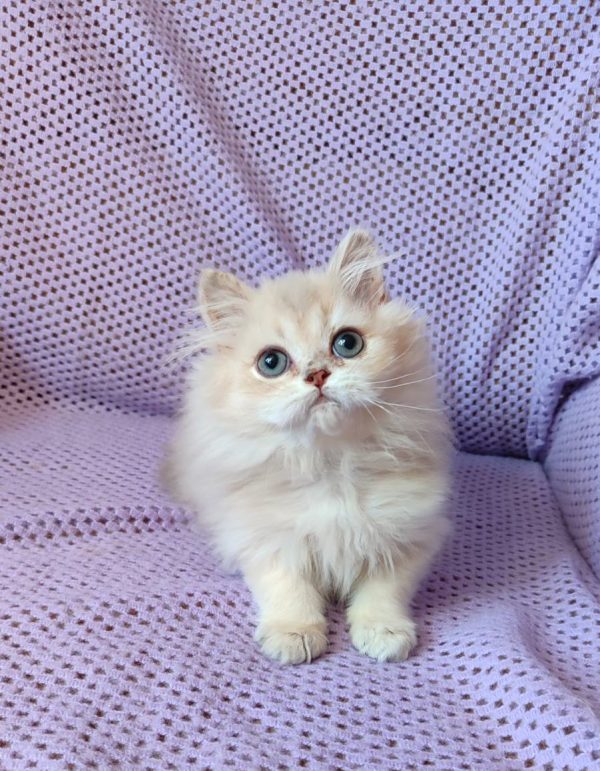 Frenk British Longhair