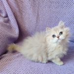 Frenk-male-British-Longhair-cat-puppy-for-sale-1 (2)