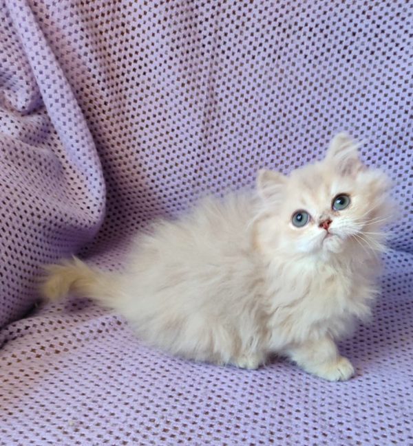 Frenk British Longhair