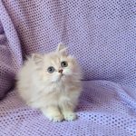Frenk-male-British-Longhair-cat-puppy-for-sale-1 (3)