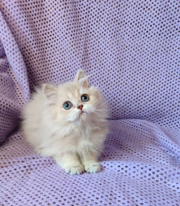 Frenk British Longhair