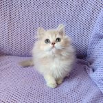 Frenk-male-British-Longhair-cat-puppy-for-sale-1 (4)