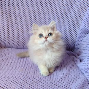 Frenk British Longhair