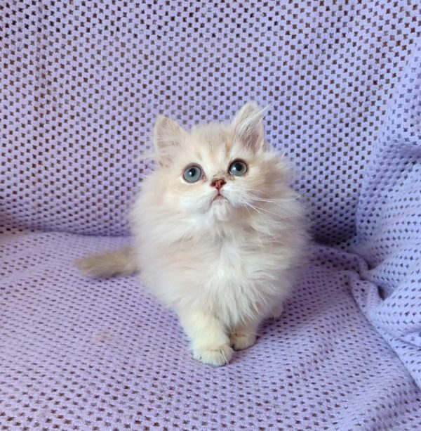 Frenk British Longhair