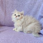 Frenk-male-British-Longhair-cat-puppy-for-sale-1 (5)