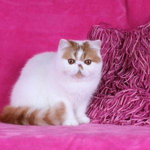 Funtik Exotic Shorthair