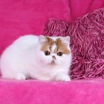 Funtik-male-exotic-shorthair-cat-puppy-for-sale-1 (2)