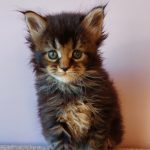 Garry Maine Coon