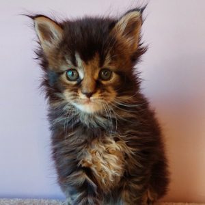 Gabriel Maine Coon