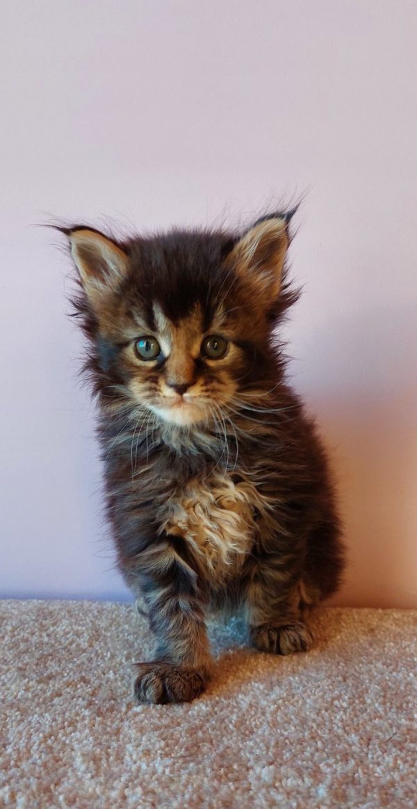 Gabriel Maine Coon