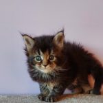Gabriel-male-maine-Coon-cat-puppy-for-sale-3 (2)