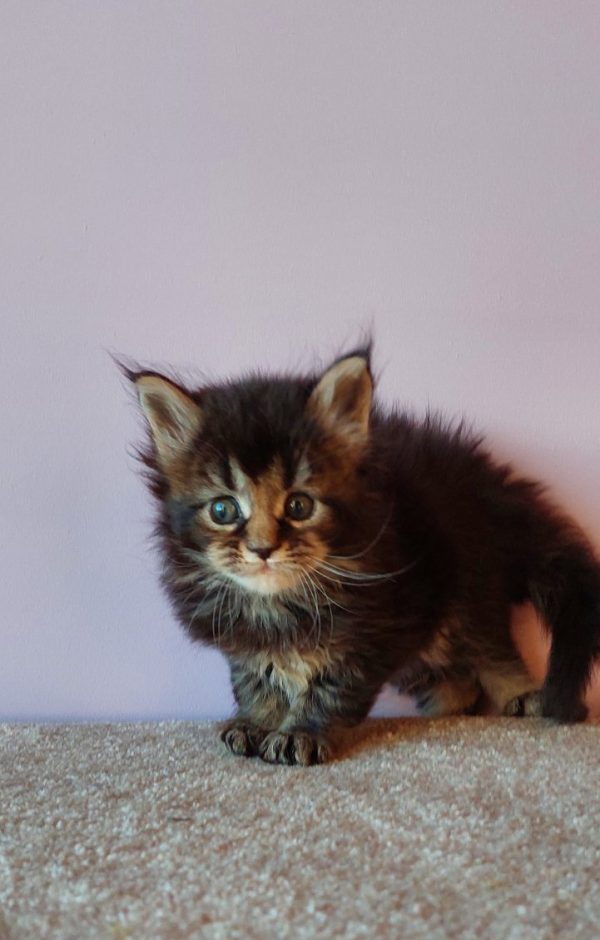 Gabriel Maine Coon