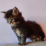 Gabriel-male-maine-Coon-cat-puppy-for-sale-3 (3)