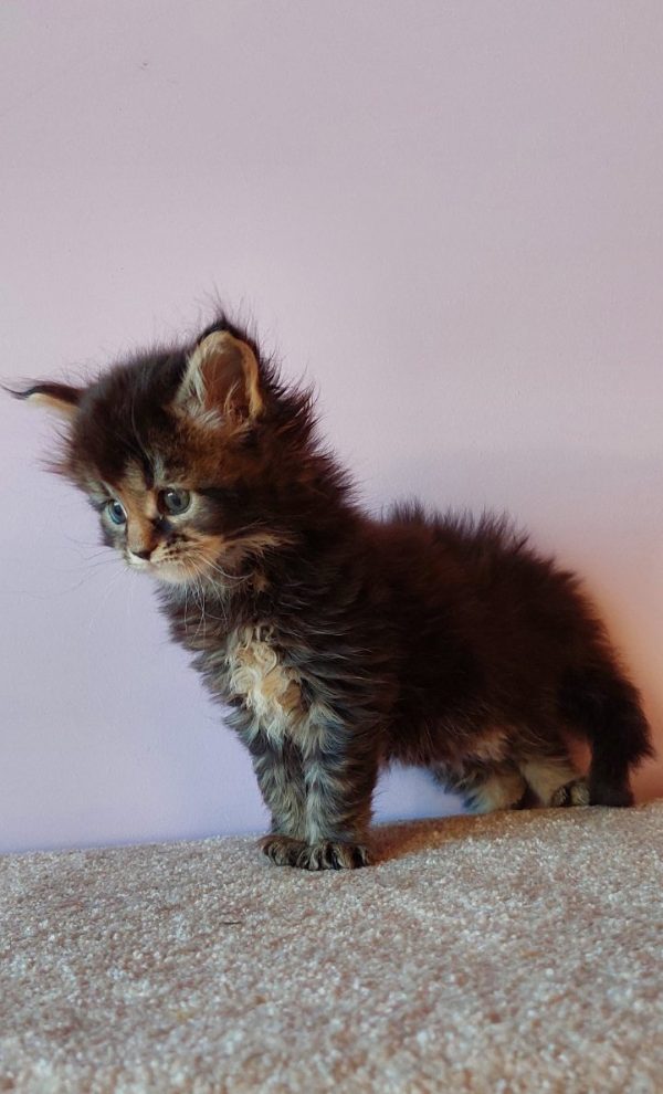 Gabriel Maine Coon
