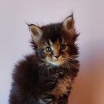 Gabriel-male-maine-Coon-cat-puppy-for-sale-3 (4)