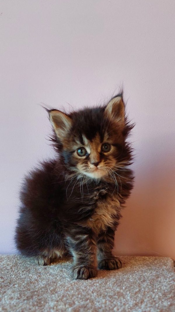 Gabriel Maine Coon