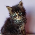 Garry-male-maine-Coon-cat-puppy-for-sale-2 (1)