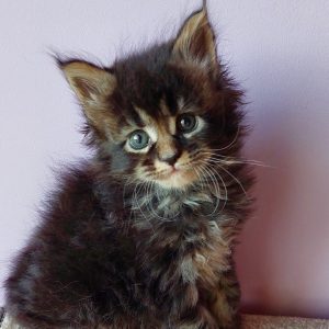 Garry Maine Coon