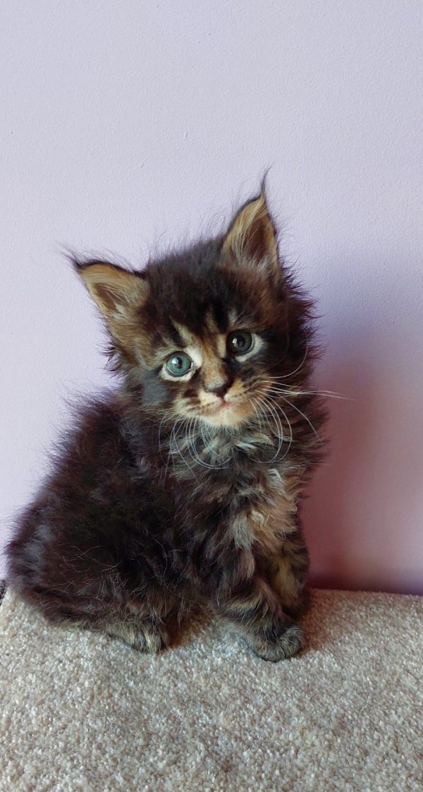 Garry Maine Coon