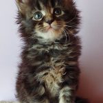 Garry-male-maine-Coon-cat-puppy-for-sale-2 (2)