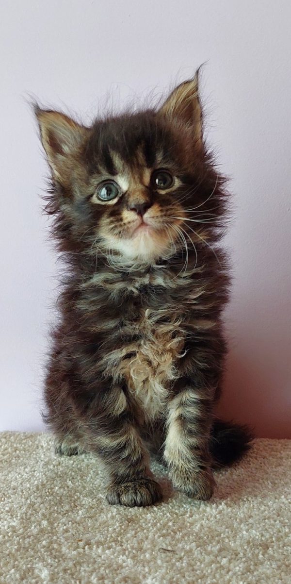 Garry Maine Coon