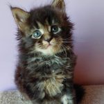 Garry-male-maine-Coon-cat-puppy-for-sale-2 (3)