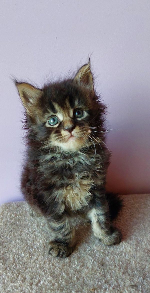Garry Maine Coon