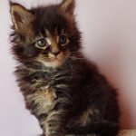 Garry-male-maine-Coon-cat-puppy-for-sale-2 (4)