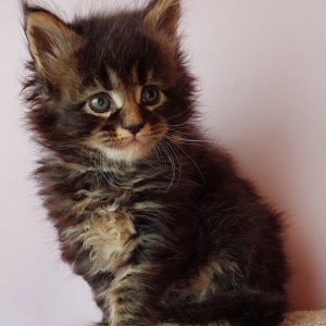 Garry Maine Coon