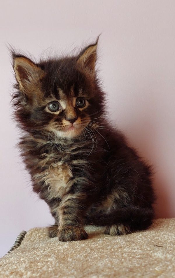 Garry Maine Coon