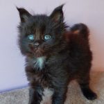 Garry Maine Coon