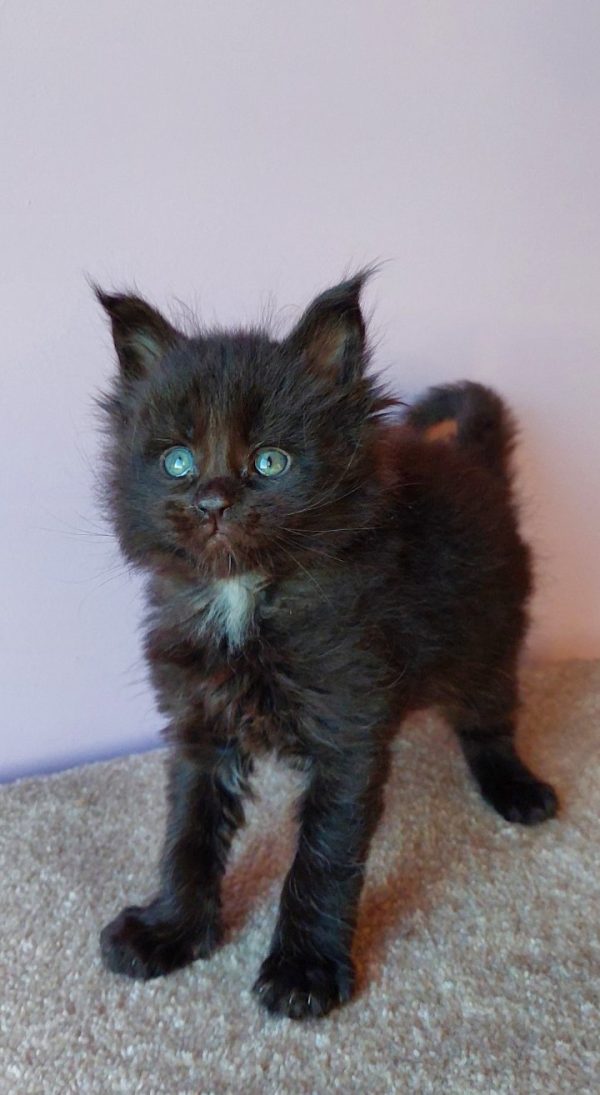 Grey Maine Coon