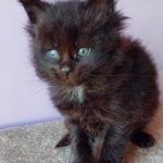 Grey-male-maine-Coon-cat-puppy-for-sale-1 (2)