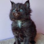 Grey-male-maine-Coon-cat-puppy-for-sale-1 (3)