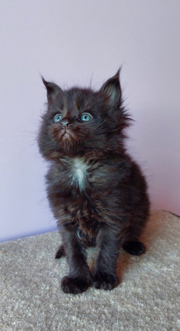 Grey Maine Coon