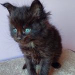 Grey-male-maine-Coon-cat-puppy-for-sale-1 (4)