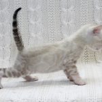 Iceberg-male-bengal-cat-puppy-for-sale-1 (1)