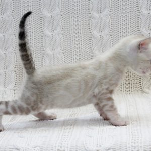 Iceberg Bengal