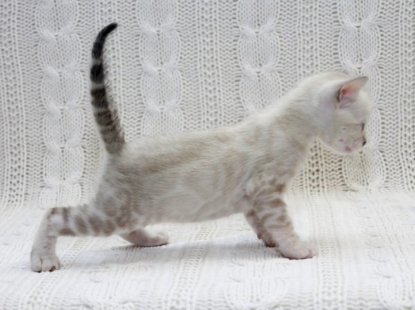 Iceberg Bengal