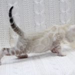 Iceberg-male-bengal-cat-puppy-for-sale-1 (3)